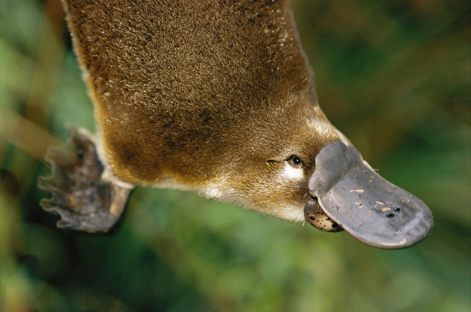Close-up of a platypus swimming gracefully through its natural habitat, captured as a high-definition desktop wallpaper and background.
