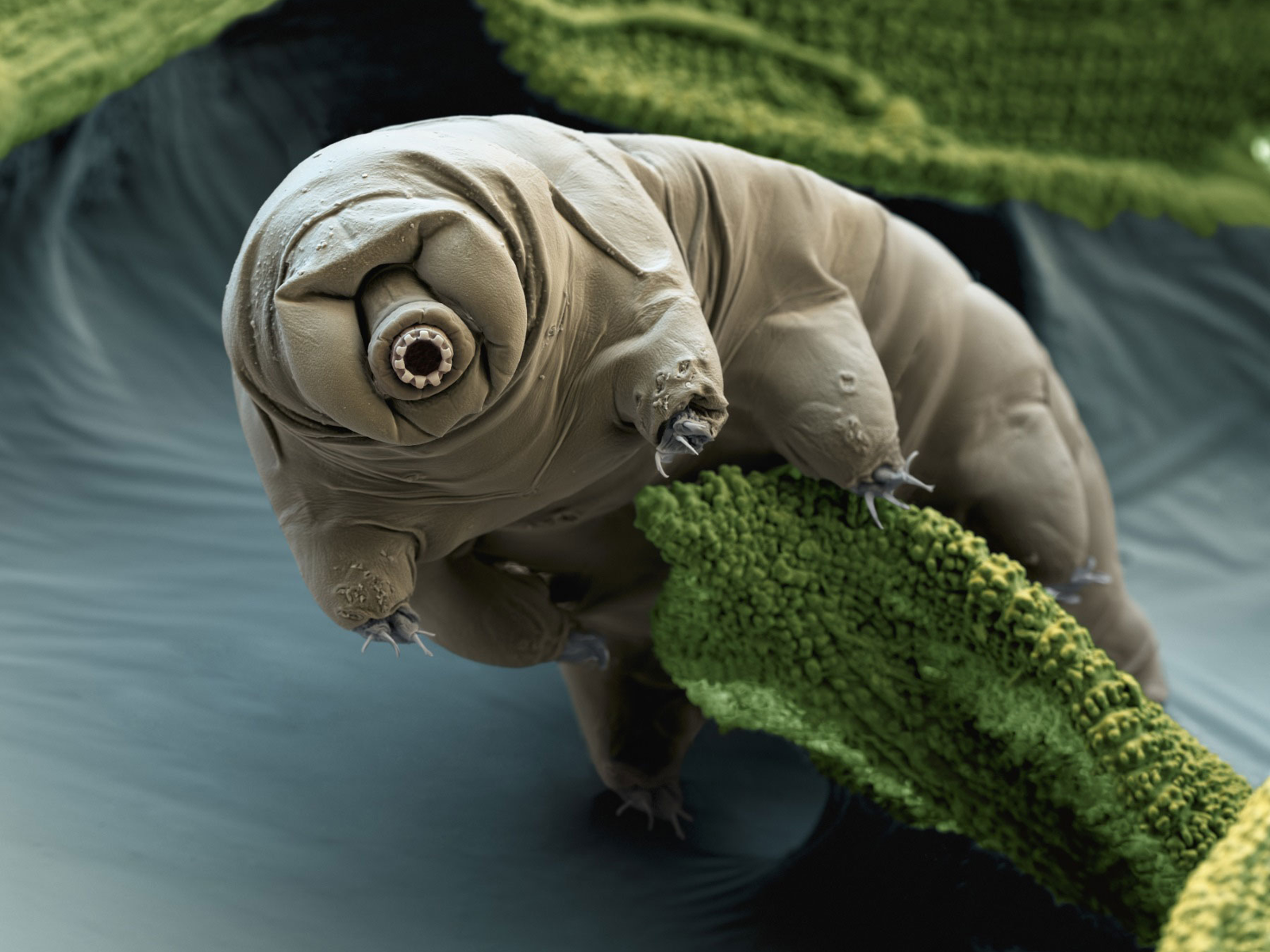 Wallpaper Hd Water Bear