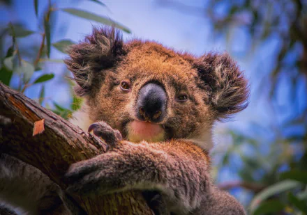 HD PC desktop wallpaper featuring a close-up of a koala clinging to a tree branch with soft blue sky and foliage in the background.