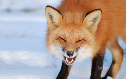 A close-up of a fox with a playful expression, surrounded by snow, serves as a vibrant HD PC desktop wallpaper and background showcasing the beauty of wildlife.