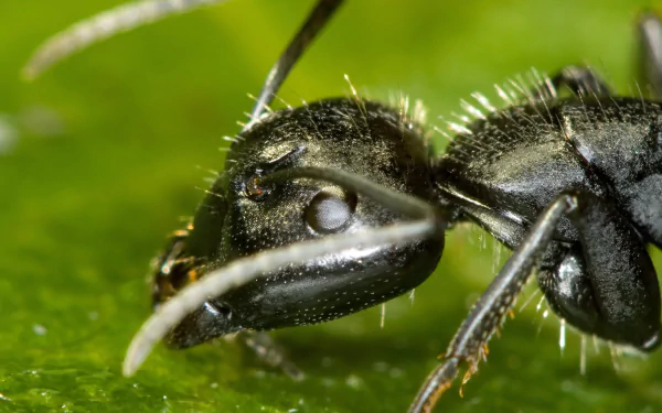 Animal ant HD Desktop Wallpaper | Background Image