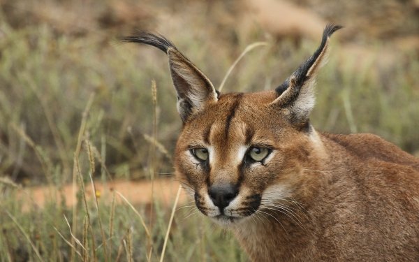 Animal Caracal Cats HD Wallpaper | Background Image