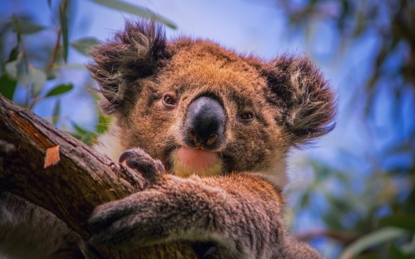 Animal Koala HD Wallpaper | Background Image