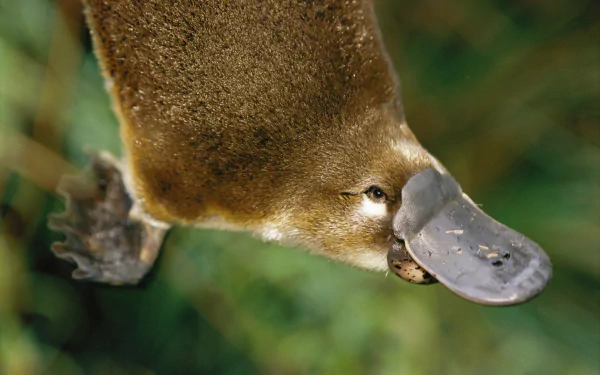 Close-up of a platypus swimming gracefully through its natural habitat, captured as a high-definition desktop wallpaper and background.