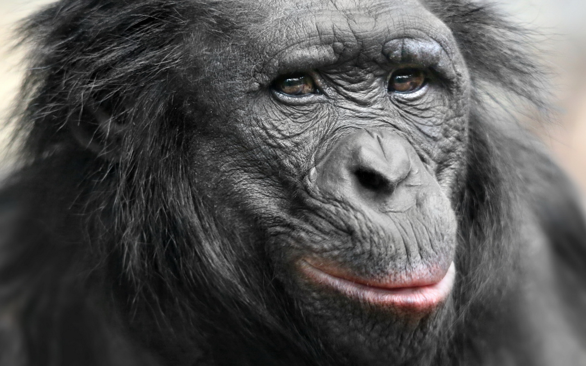 Animal Chimpanzee HD Wallpaper