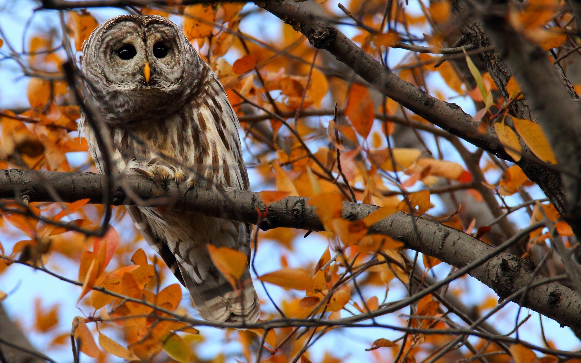 Cute Fall Owl Backgrounds
