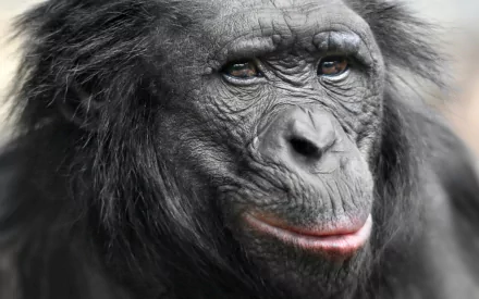 Animal chimpanzee HD Desktop Wallpaper | Background Image