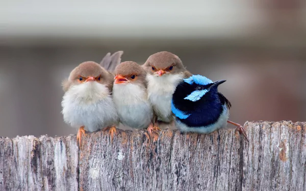 HD wallpaper featuring a superb fairywren with a vibrant blue patch, perched on a fence alongside three fluffy brown wrens.