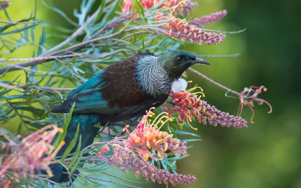 A tui honeyeater perched on vibrant pink grevillea flowers with green foliage in the background, captured in a high-definition desktop wallpaper.