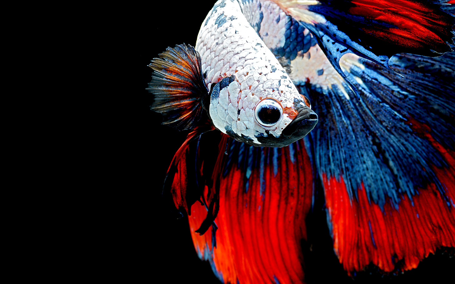 Red betta fish HD wallpaper | Wallpaper Flare