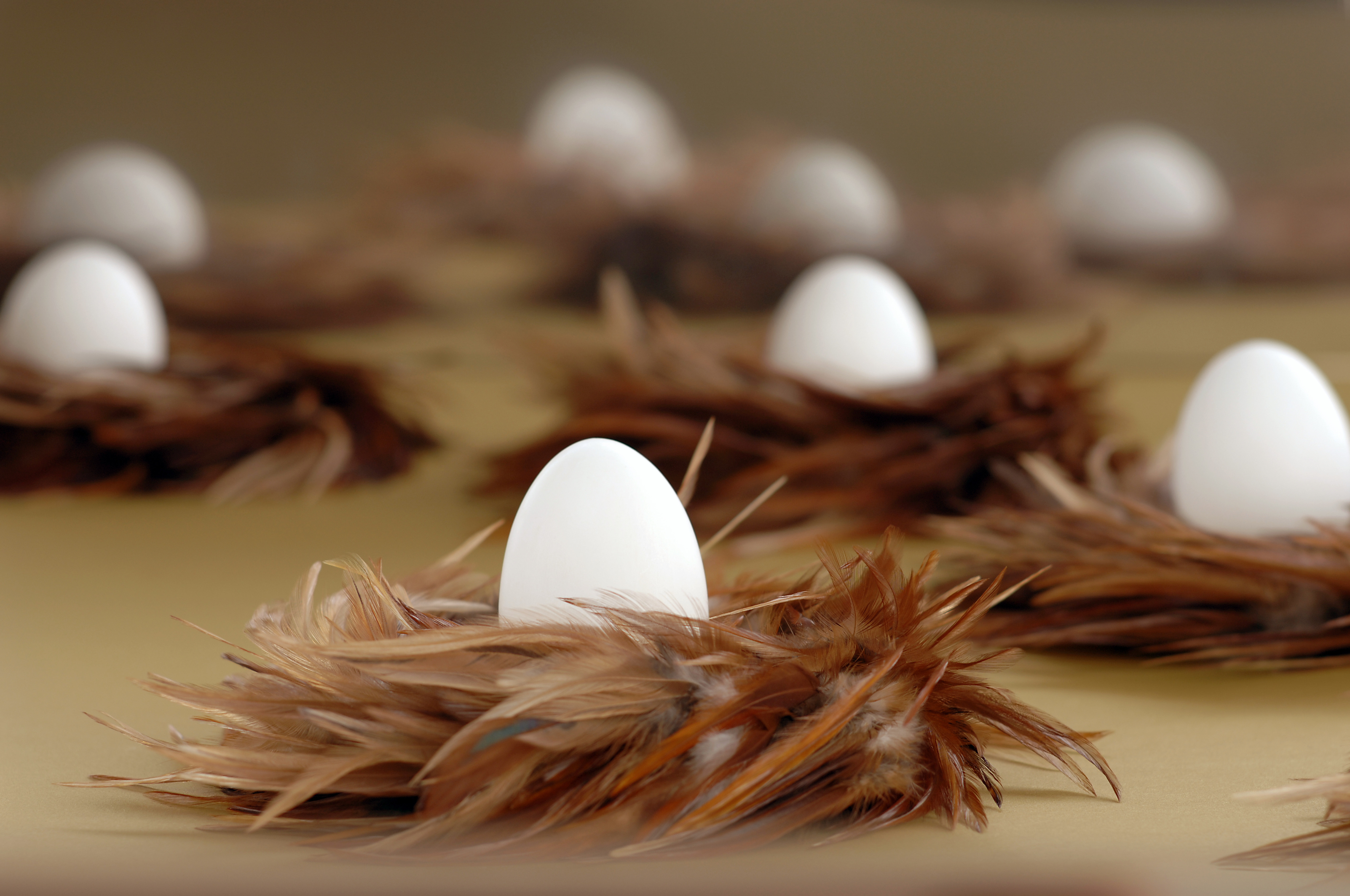 Download Nest White Egg Animal Nest 4k Ultra HD Wallpaper