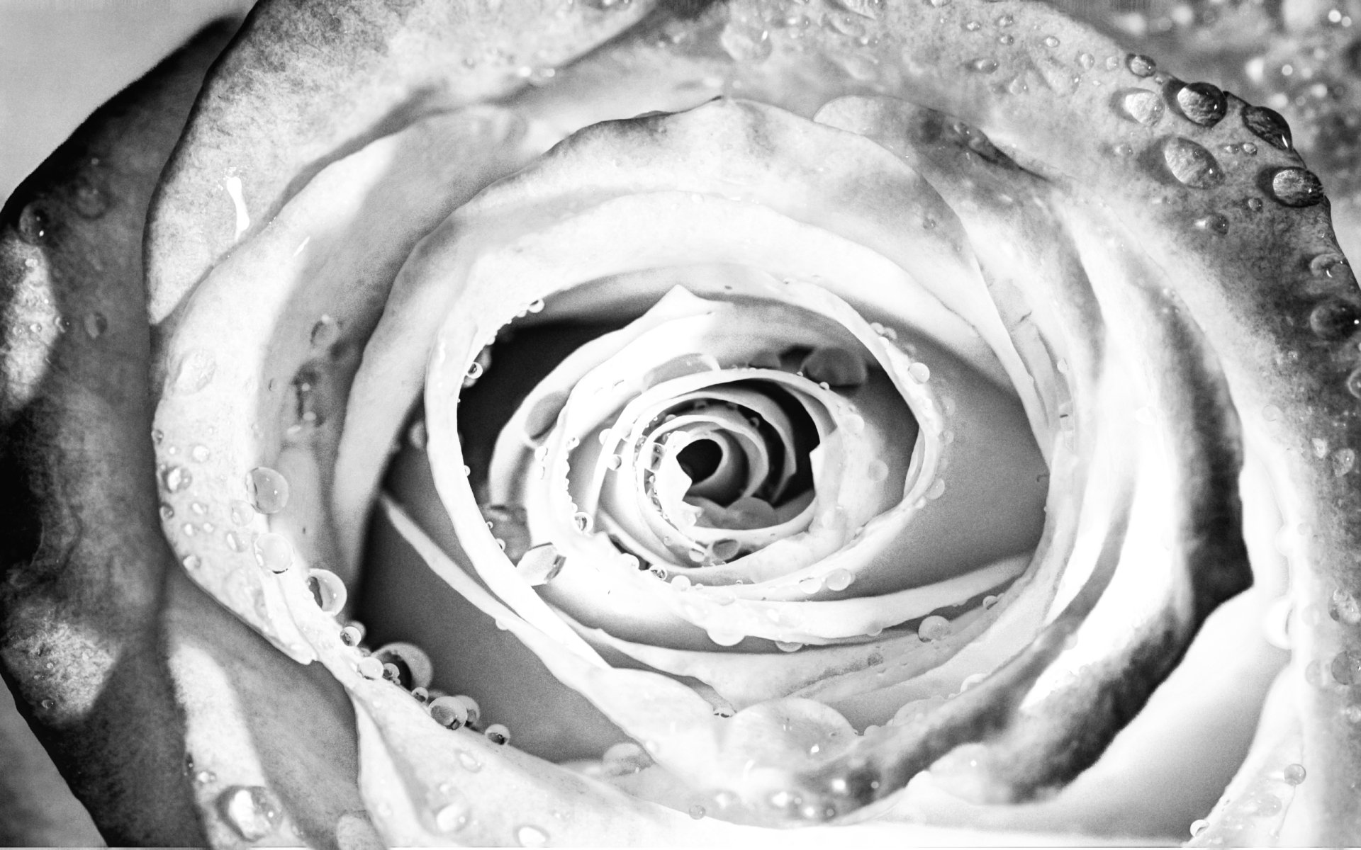 Download Nature Rose HD Wallpaper