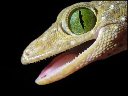 Animal gecko HD Desktop Wallpaper | Background Image