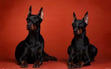 A striking HD desktop wallpaper featuring two elegant Doberman Pinschers against a rich red background, showcasing their sleek coats and attentive poses.