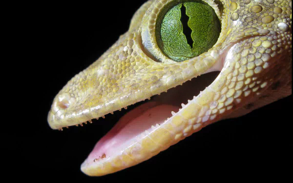 Animal gecko HD Desktop Wallpaper | Background Image