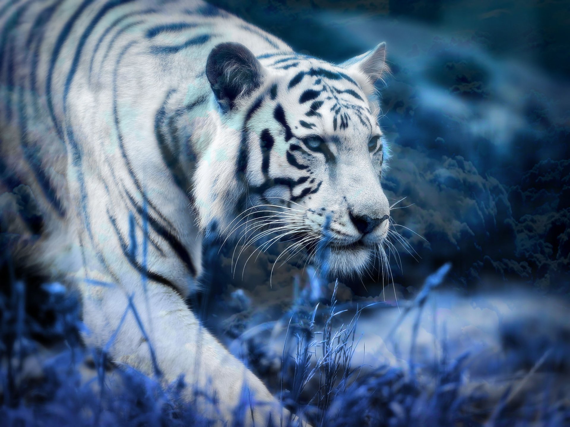 white tiger wallpaper for desktop