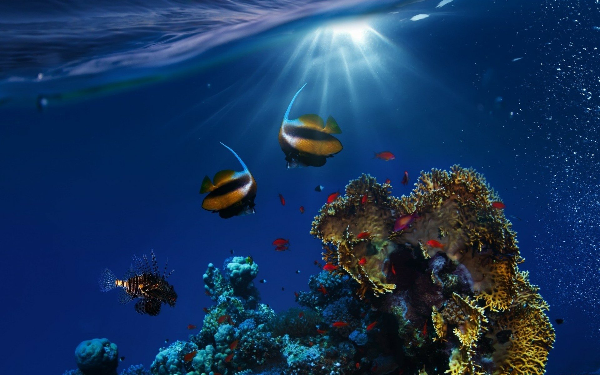 HD PC desktop wallpaper showing an underwater coral reef lit by sunbeams, colorful fish and other marine life swimming among vibrant corals.