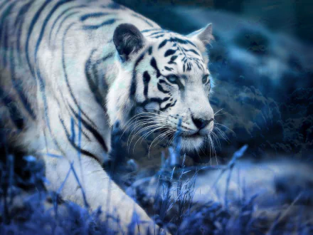 HD desktop wallpaper featuring a close-up of a majestic white tiger walking through a blue-toned natural setting.