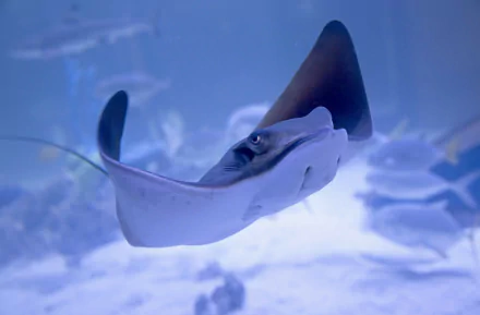 underwater Animal stingray HD Desktop Wallpaper | Background Image
