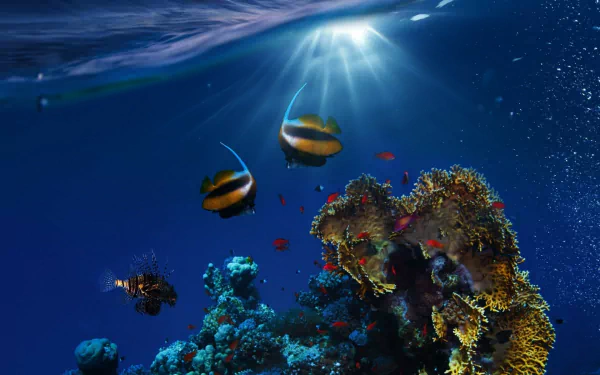 HD PC desktop wallpaper showing an underwater coral reef lit by sunbeams, colorful fish and other marine life swimming among vibrant corals.