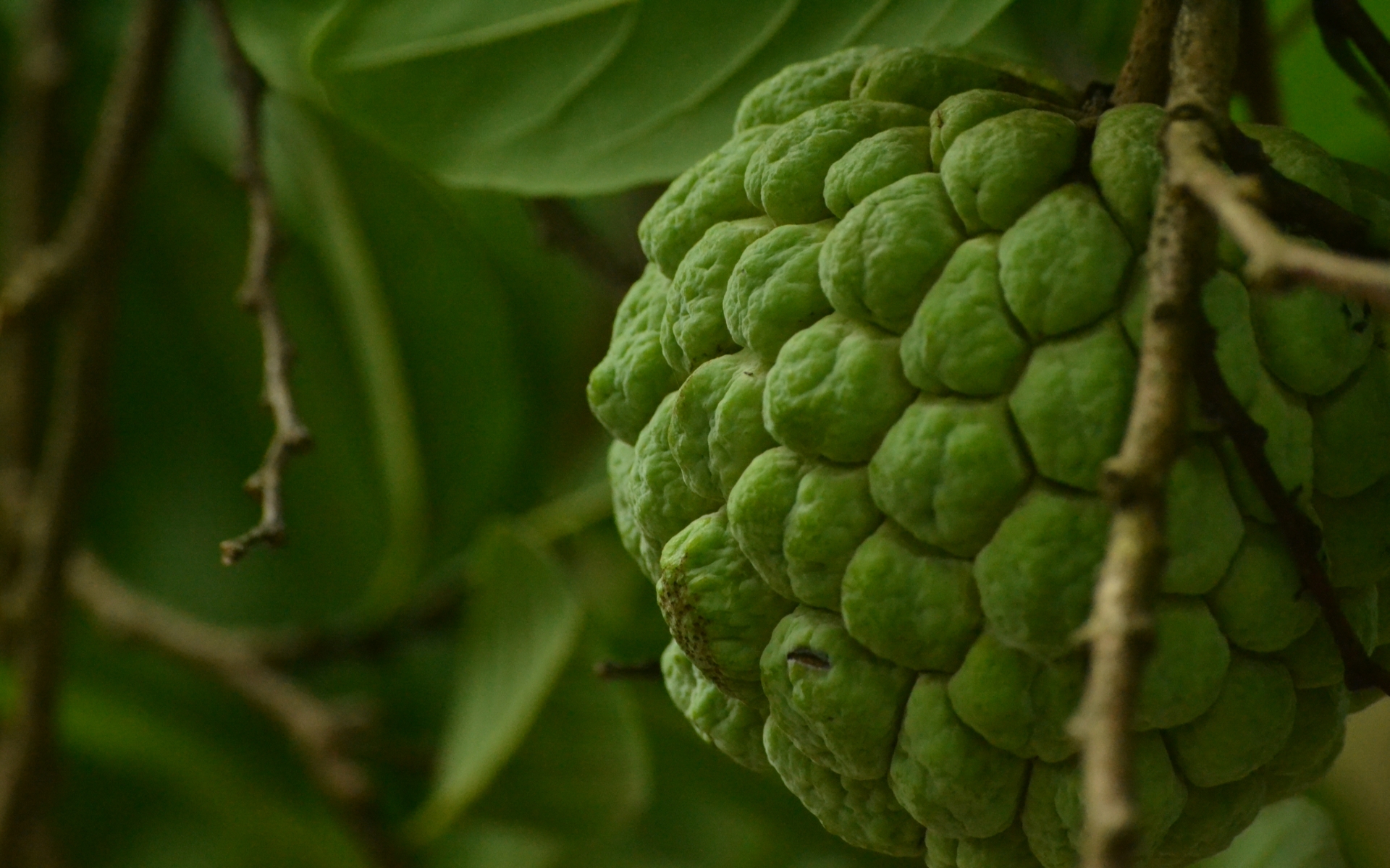 Sugar apple. Эпл Шугар. Шуга яблоко. Sugar Apple picture.