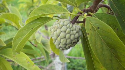 food Sugar Apple HD Desktop Wallpaper | Background Image