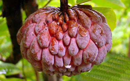food Sugar Apple HD Desktop Wallpaper | Background Image