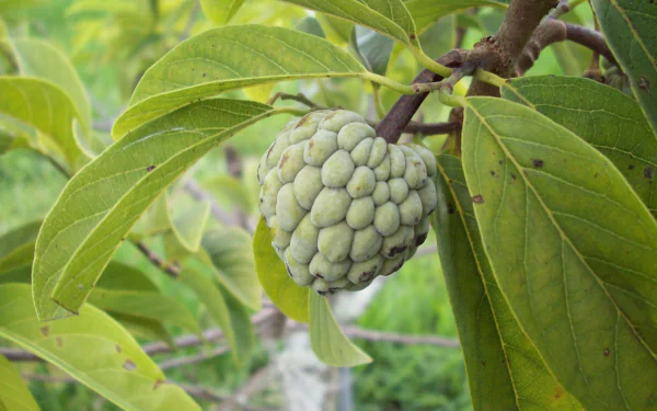 food Sugar Apple HD Desktop Wallpaper | Background Image
