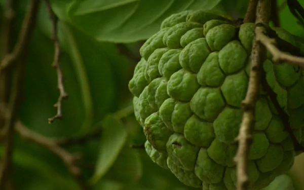 Close-up of a green sugar apple on a leafy branch, vivid texture and deep greens — HD PC desktop wallpaper and background of fresh tropical fruit.