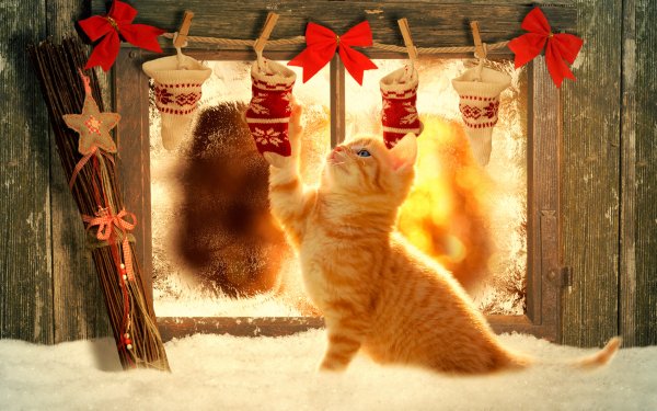 Holiday Christmas Window Christmas Ornaments Cat Decoration orange Wood HD Wallpaper | Background Image