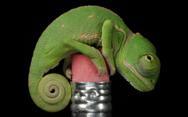 Animal chameleon HD Desktop Wallpaper | Background Image