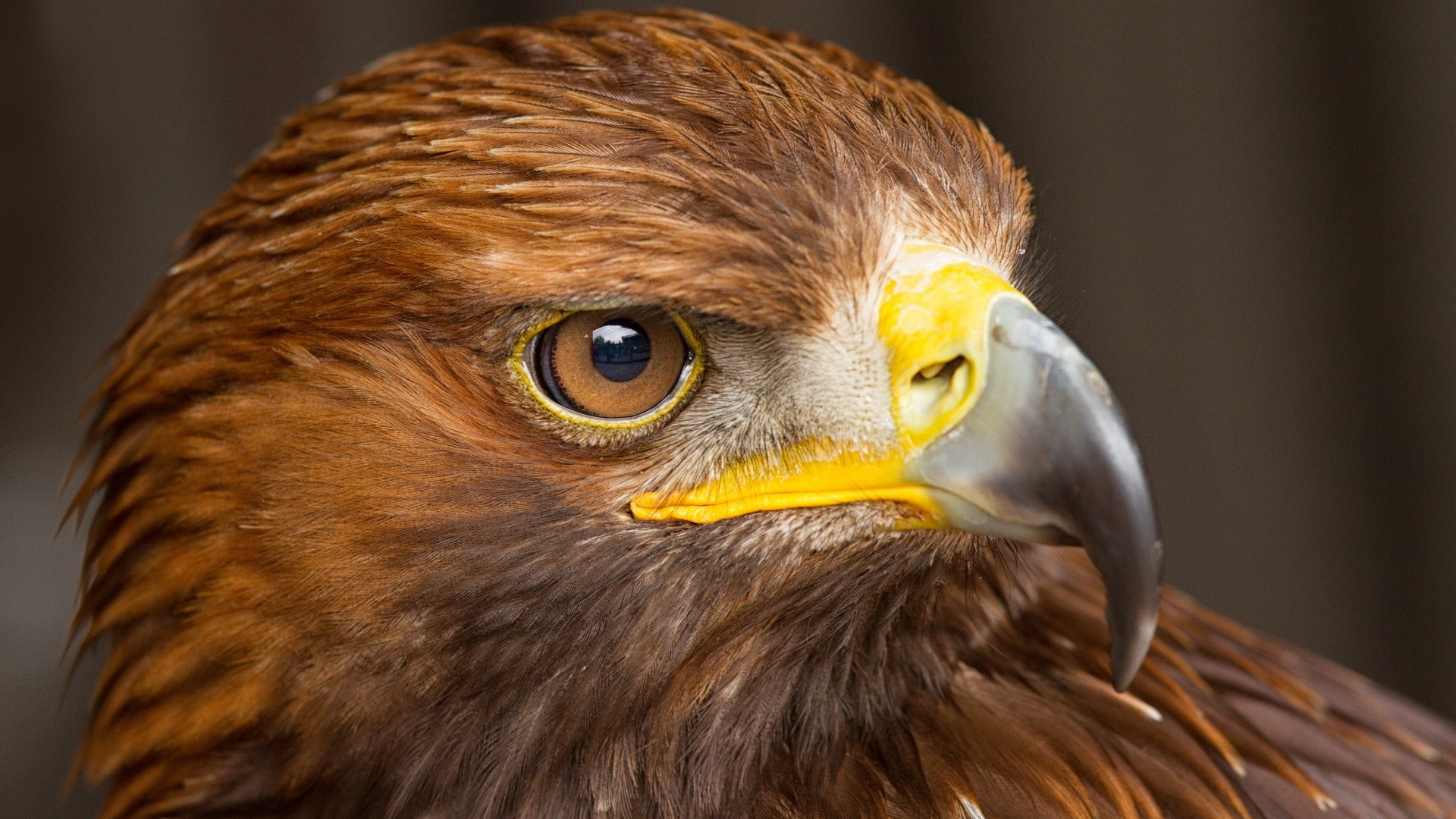 Download Animal Eagle HD Wallpaper