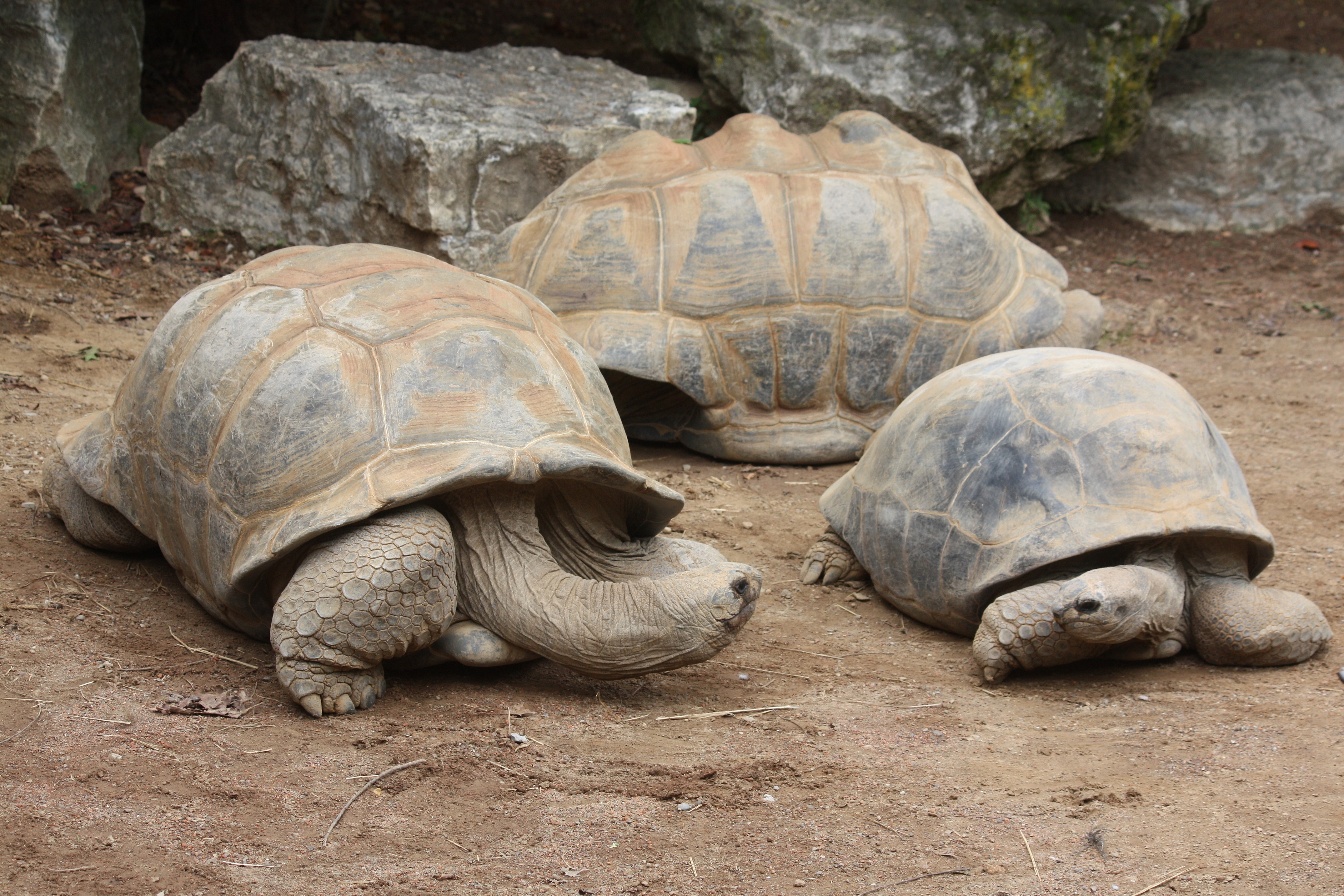 Animal Aldabra Giant Tortoise HD Wallpaper | Background Image