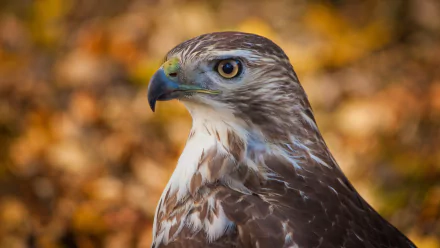 HD PC desktop wallpaper featuring a close-up of a hawk with detailed feathers and a blurred autumn background.