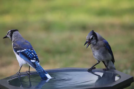 Animal blue jay HD Desktop Wallpaper | Background Image