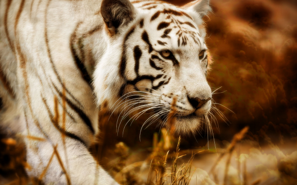 Animal White Tiger Cats HD Wallpaper | Background Image