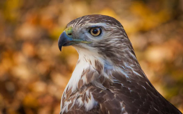 Animal hawk HD Desktop Wallpaper | Background Image