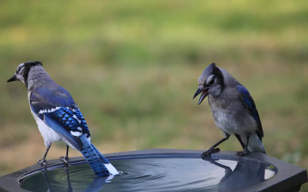 Animal blue jay HD Desktop Wallpaper | Background Image