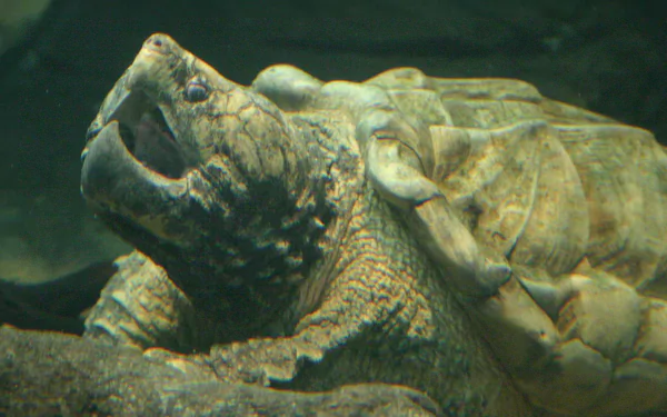 Animal alligator snapping turtle HD Desktop Wallpaper | Background Image