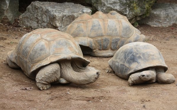Animal Aldabra Giant Tortoise Reptiles HD Wallpaper | Background Image