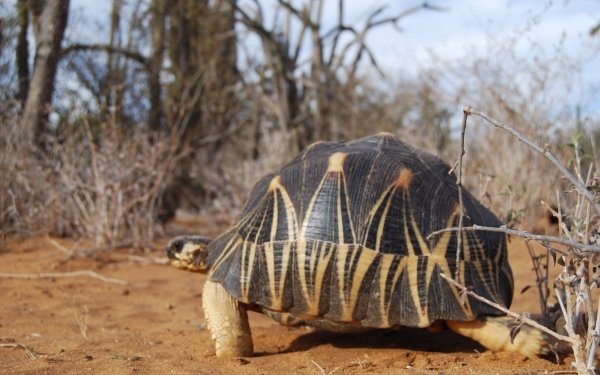 Animal Radiated Tortoise HD Wallpaper | Background Image