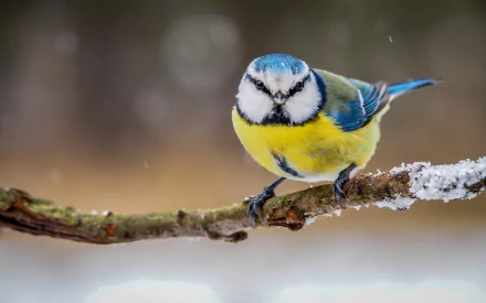  Eurasian Blue Tit (cyanistes caeruleus)