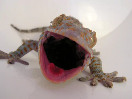 Animal tokay gecko HD Desktop Wallpaper | Background Image