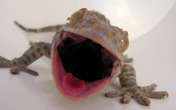 Animal tokay gecko HD Desktop Wallpaper | Background Image