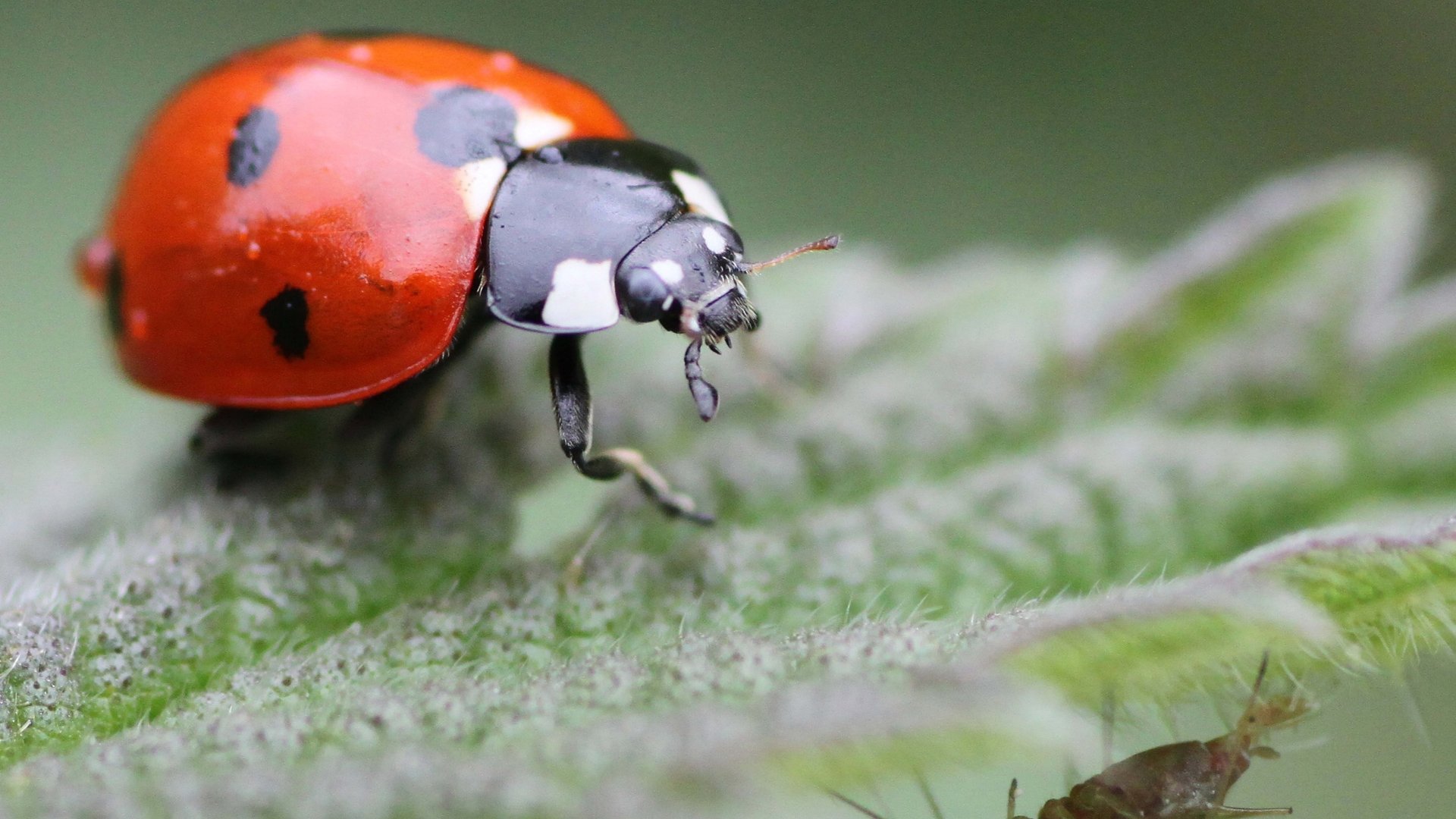 Download Animal Ladybug 8k Ultra HD Wallpaper