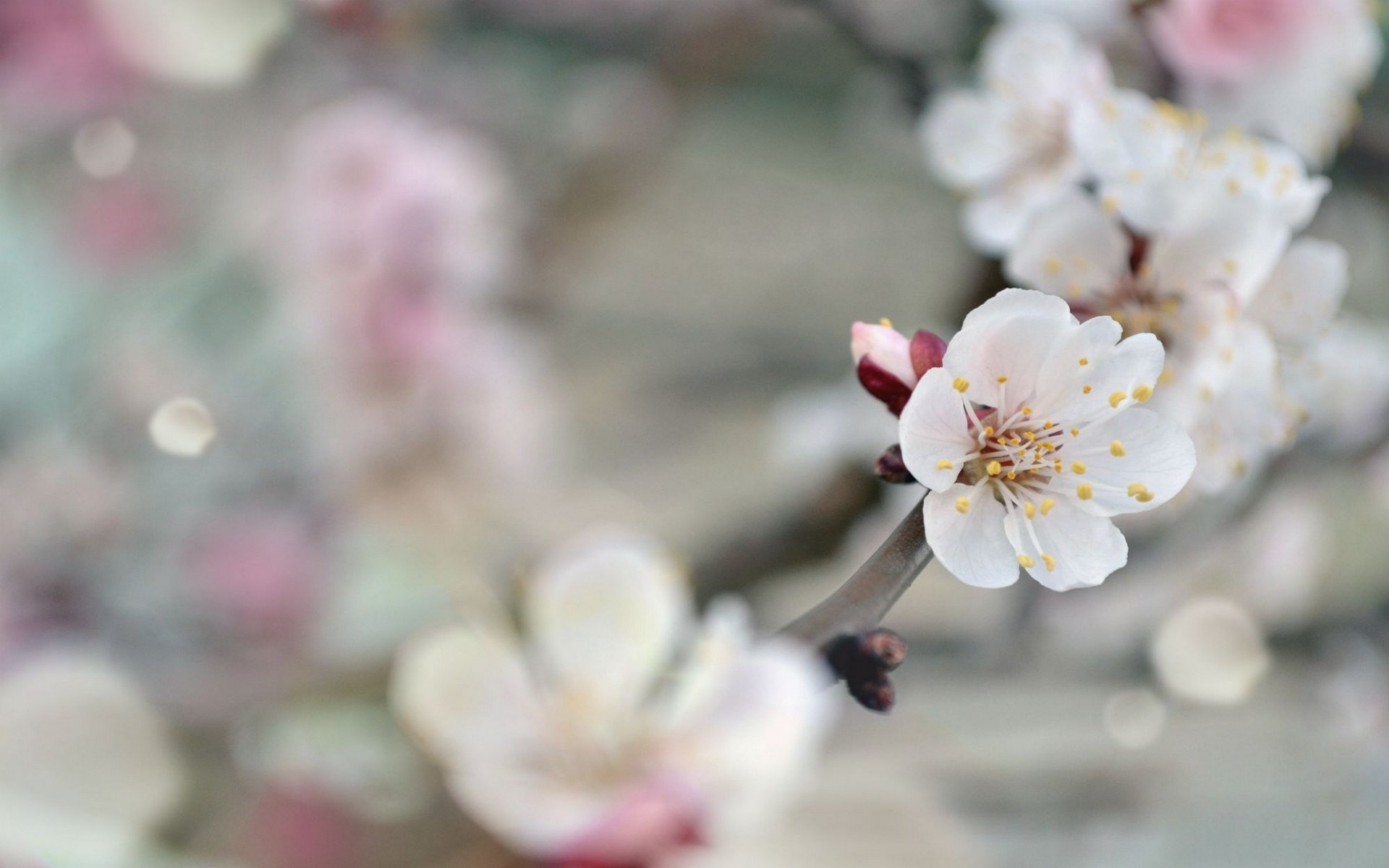 Download Nature Blossom HD Wallpaper