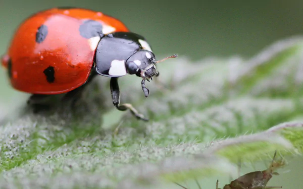 Animal ladybug HD Desktop Wallpaper | Background Image