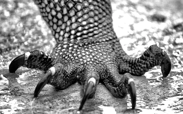 Animal monitor lizard HD Desktop Wallpaper | Background Image