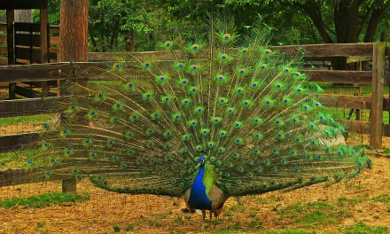 tail Animal peacock HD Desktop Wallpaper | Background Image