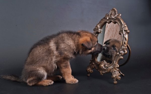 Animal German Shepherd Dogs Puppy Mirror HD Wallpaper | Background Image